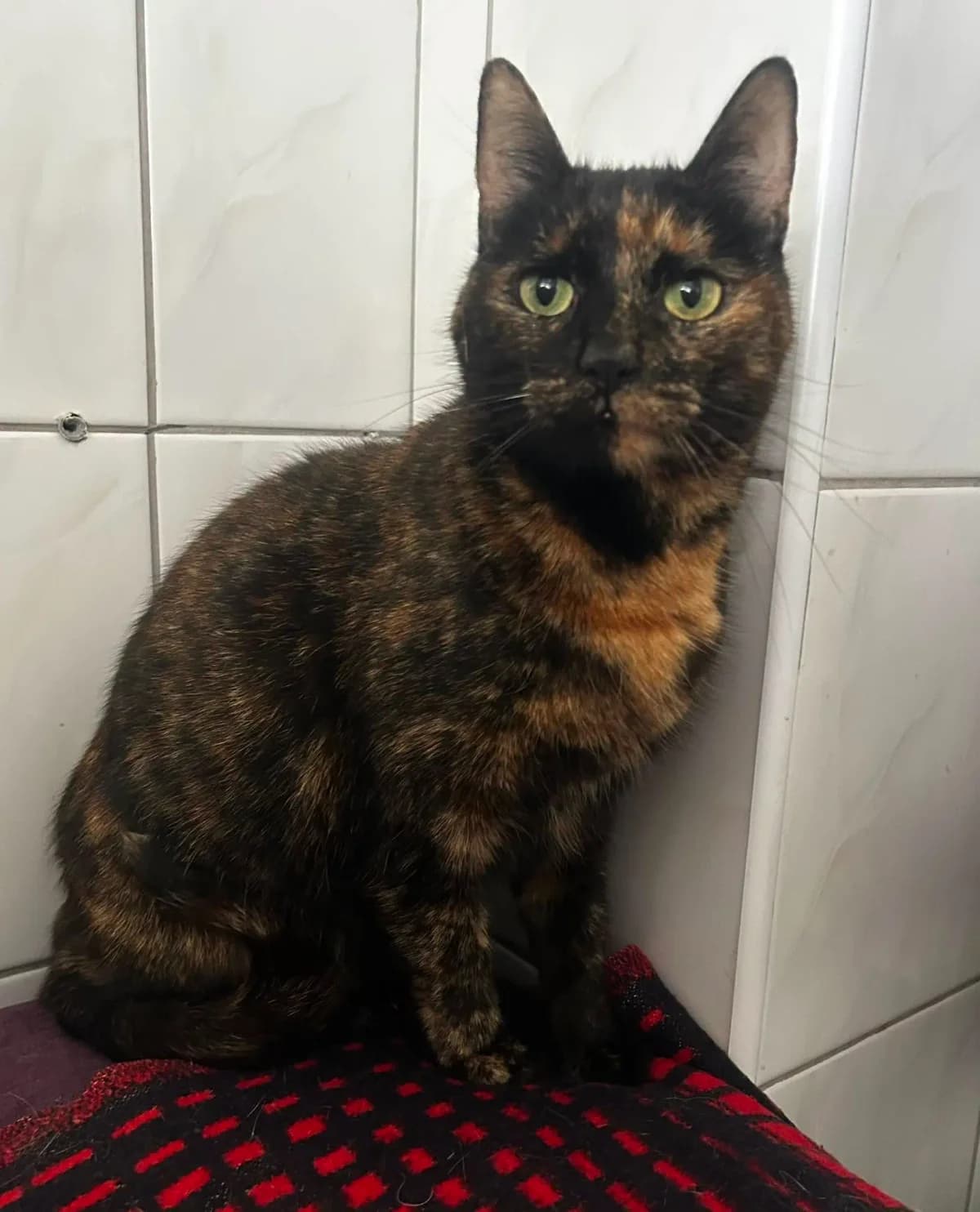 Ginewra, female Mixed Breed for adoption at Schronisko dla Zwierząt RSOZ w Rzeszowie, Rzeszów