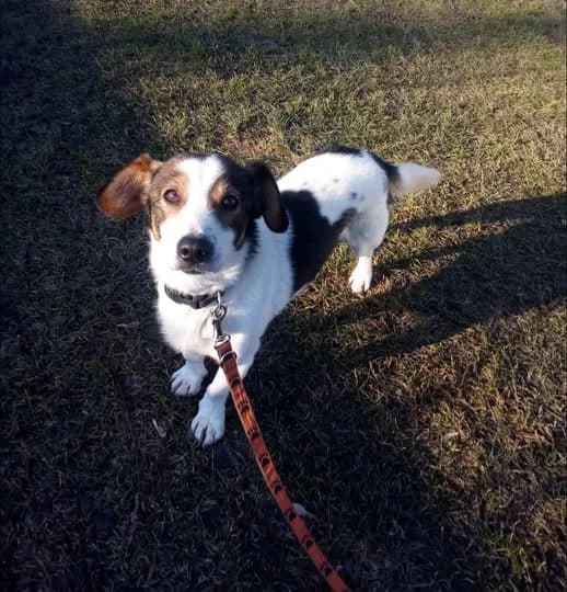 Gizmo, male Mixed Breed for adoption at Schronisko dla Zwierząt RSOZ w Rzeszowie, Rzeszów