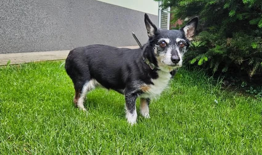 Grace, female senior Mixed Breed for adoption at Schronisko dla Zwierząt RSOZ w Rzeszowie, Rzeszów