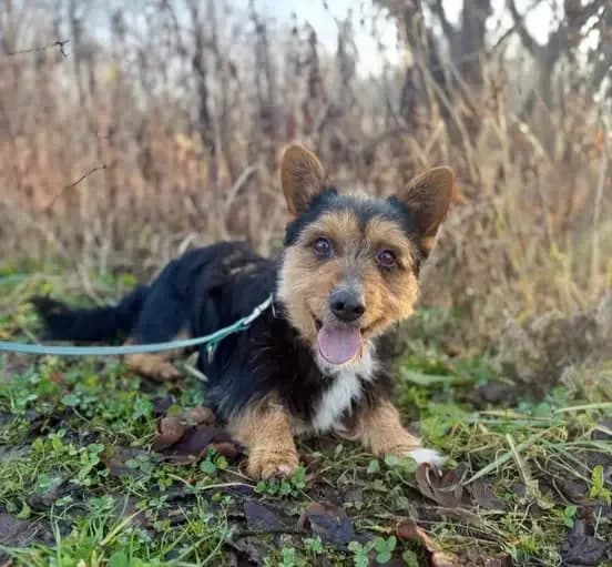 Gucio,  senior Mixed Breed for adoption at Schronisko dla Zwierząt RSOZ w Rzeszowie, Rzeszów