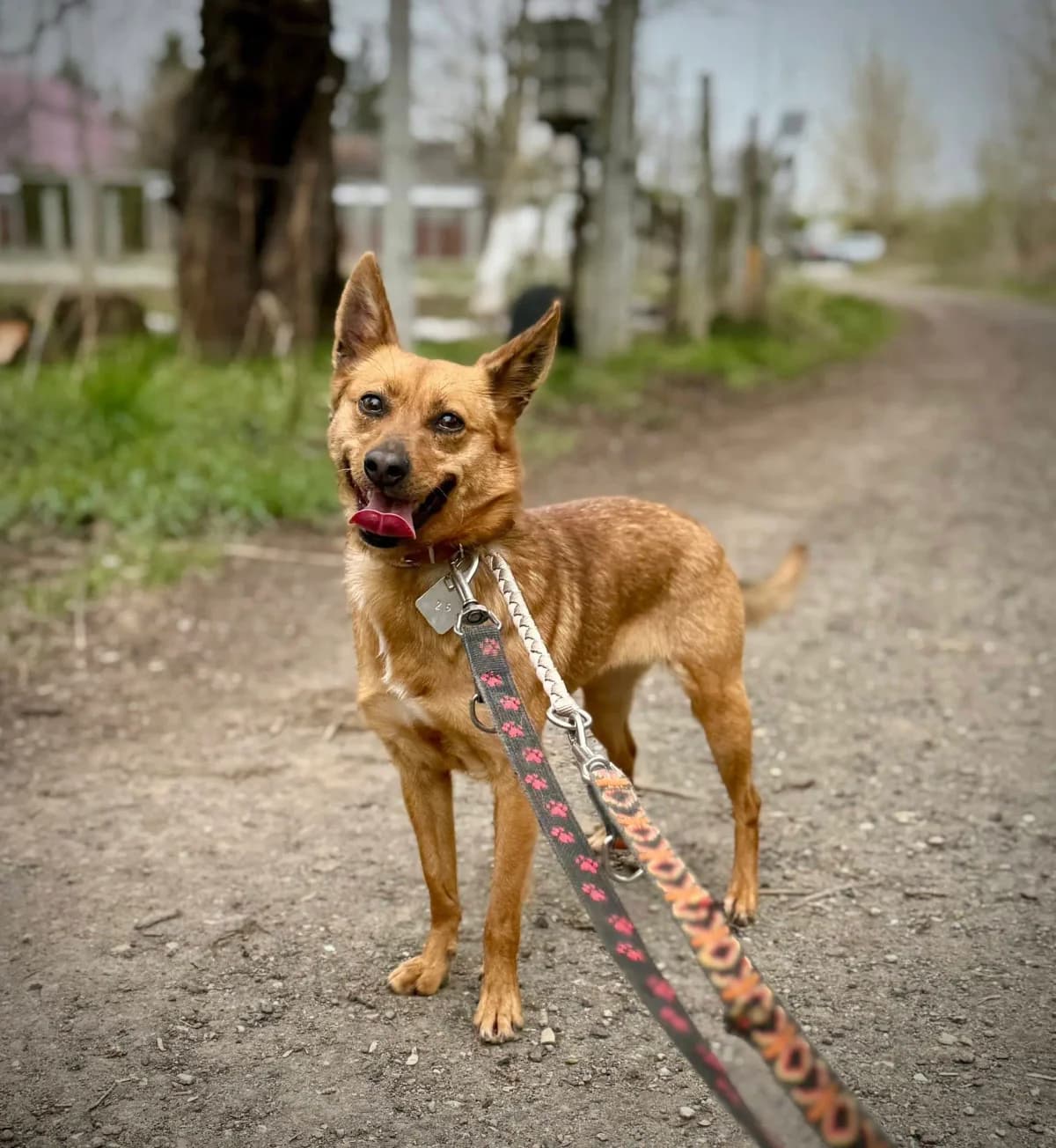 Irusia,  young Mixed Breed for adoption at Schronisko dla Zwierząt RSOZ w Rzeszowie, Rzeszów