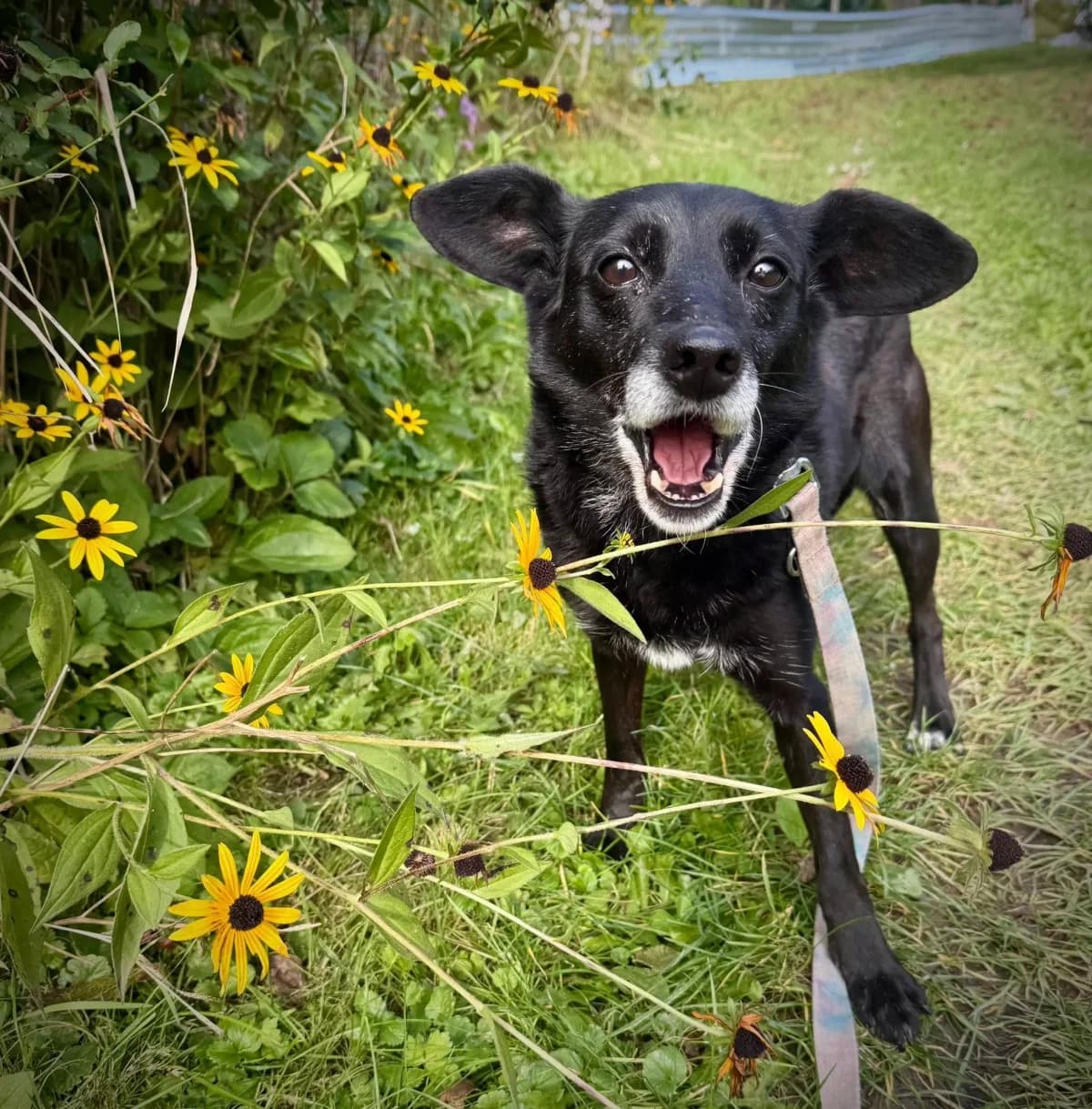 Juka,  senior Mixed Breed for adoption at Schronisko dla Zwierząt RSOZ w Rzeszowie, Rzeszów