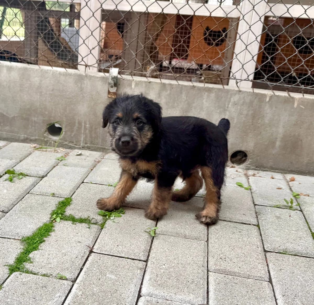 Junior, male puppy Mixed Breed for adoption at Schronisko dla Zwierząt RSOZ w Rzeszowie, Rzeszów