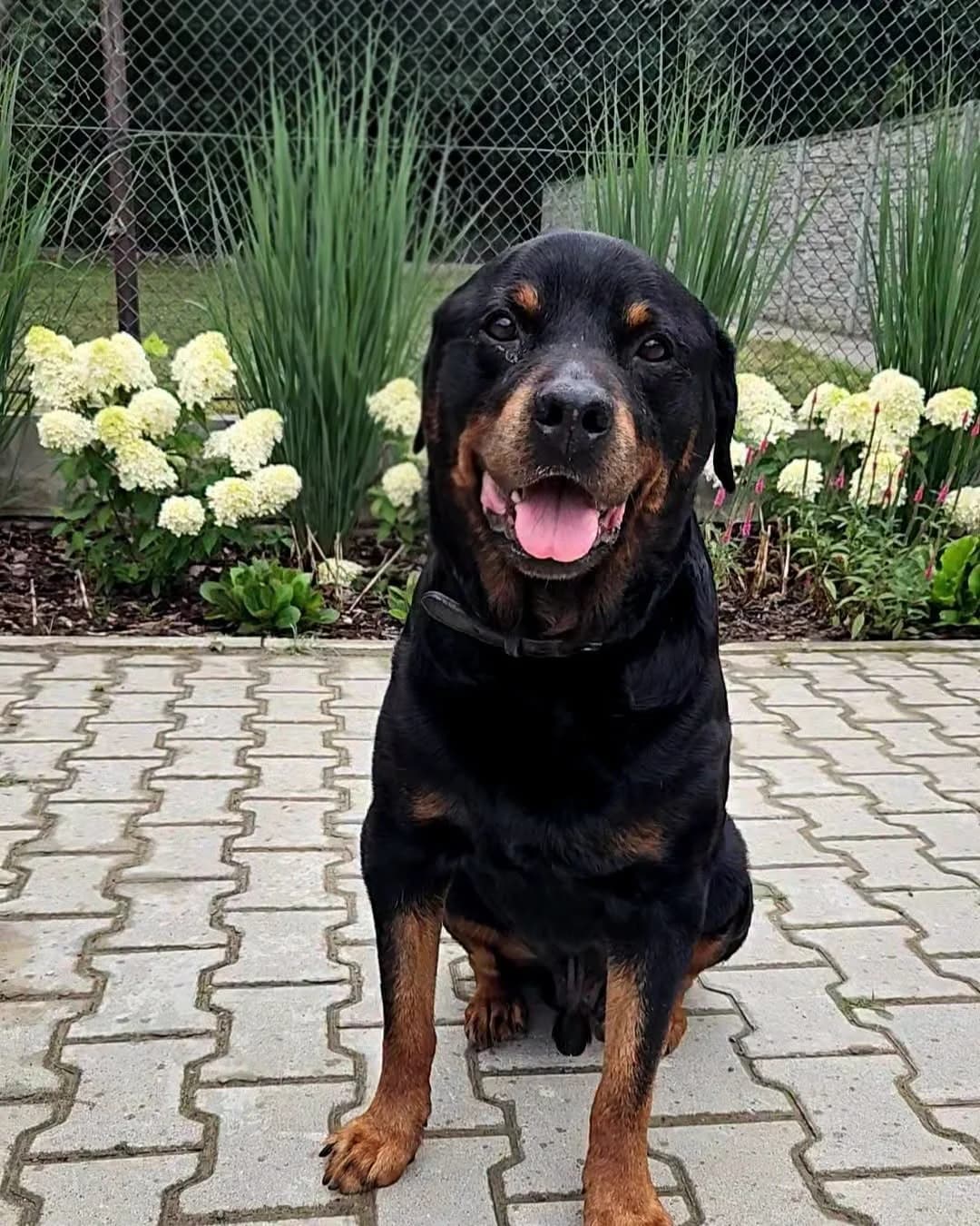 Jupiter, male senior Mixed Breed for adoption at Schronisko dla Zwierząt RSOZ w Rzeszowie, Rzeszów