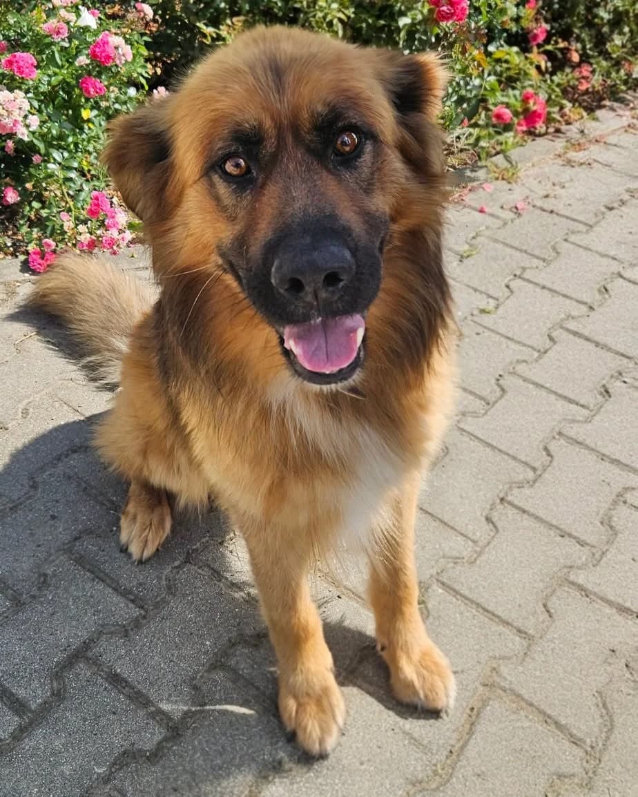 Kaktus, male young Mixed Breed for adoption at Schronisko dla Zwierząt RSOZ w Rzeszowie, Rzeszów