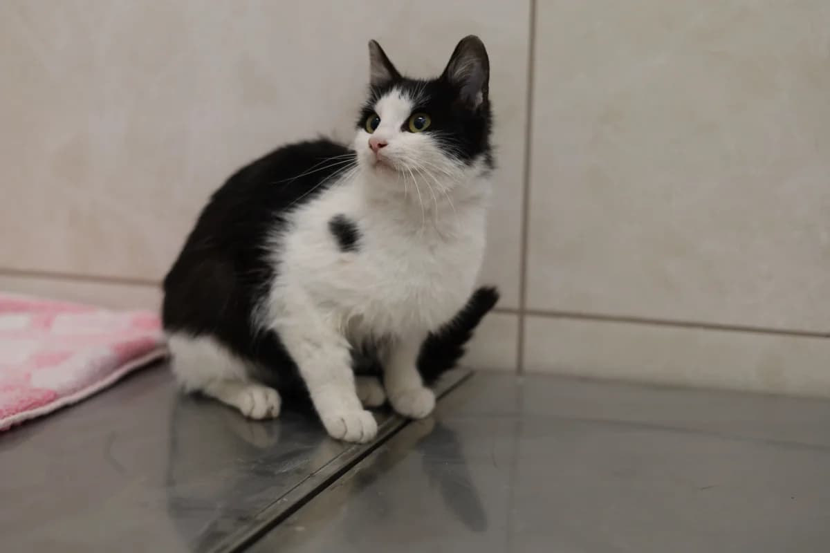 Kama, female Mixed Breed for adoption at Schronisko dla Zwierząt RSOZ w Rzeszowie, Rzeszów