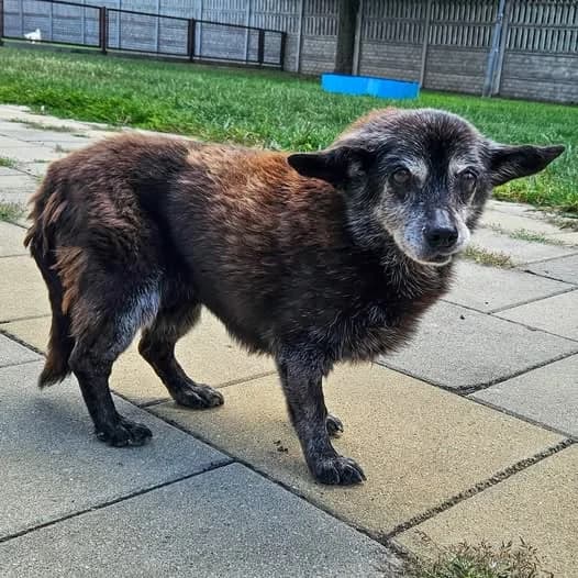 Kasia, senior Mixed Breed for adoption at Schronisko dla Zwierząt RSOZ w Rzeszowie, Rzeszów