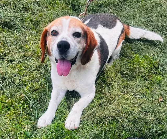 Kent, male Mixed Breed for adoption at Schronisko dla Zwierząt RSOZ w Rzeszowie, Rzeszów