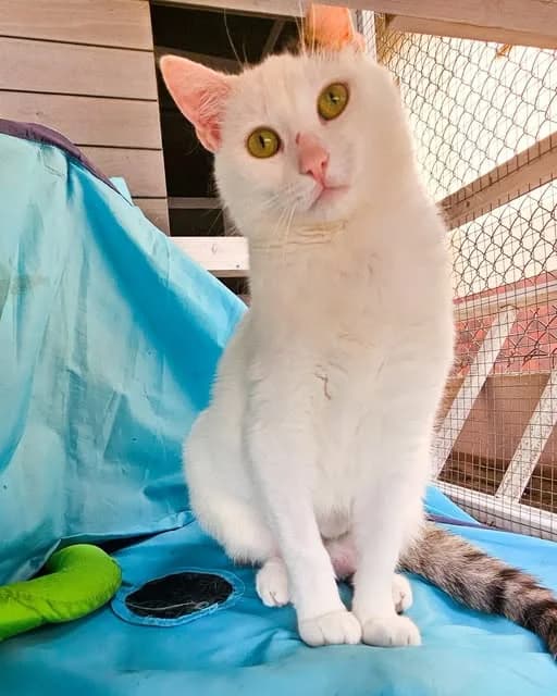 Kinga, Mixed Breed (Schronisko dla Zwierząt RSOZ w Rzeszowie)
