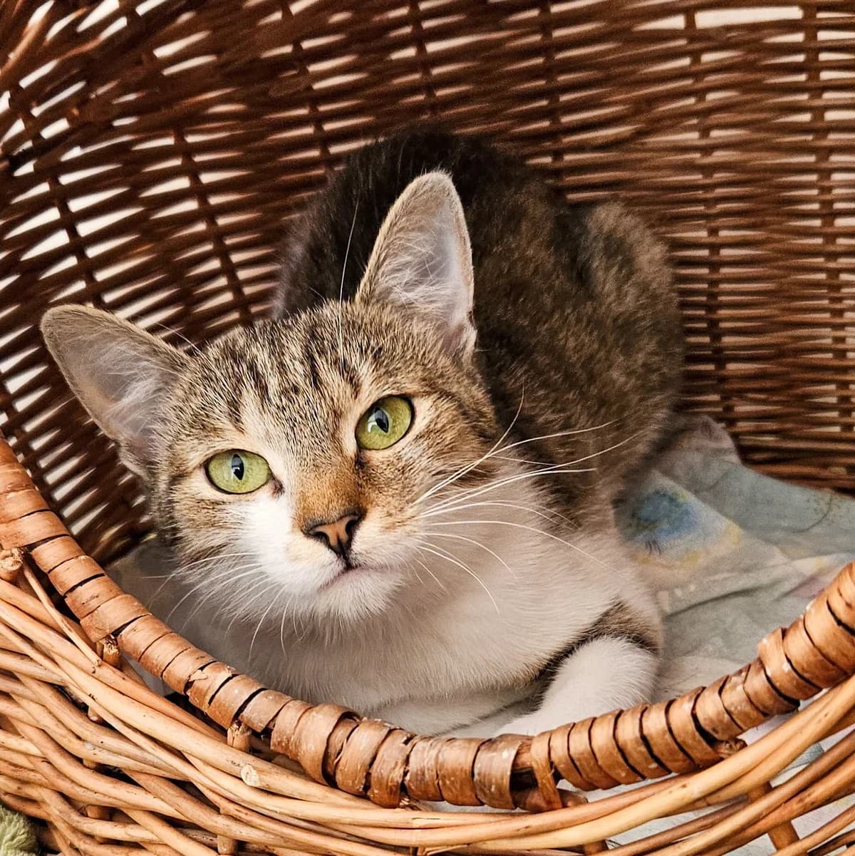Kornelia, female Mixed Breed for adoption at Schronisko dla Zwierząt RSOZ w Rzeszowie, Rzeszów