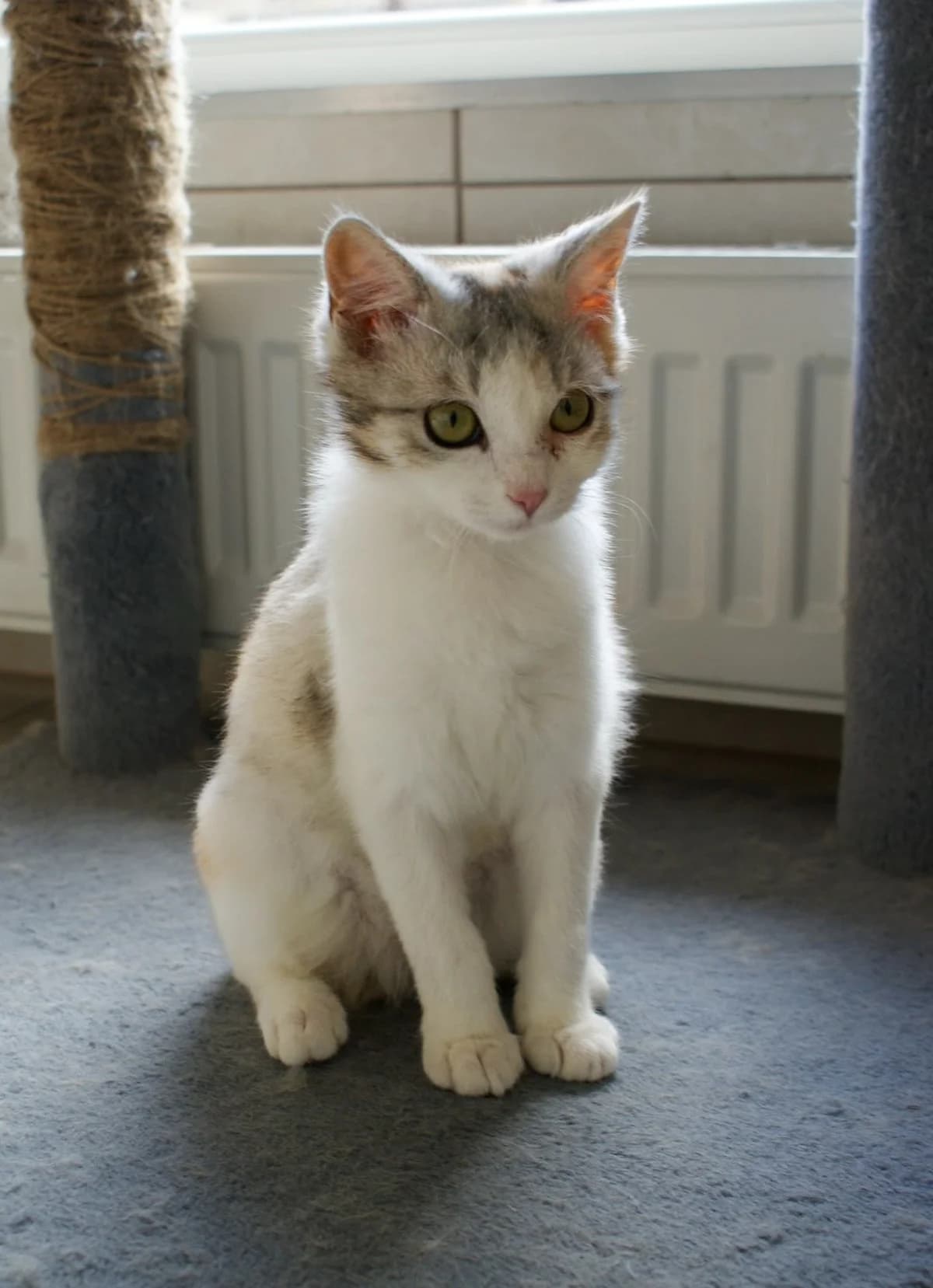 Lala, female Mixed Breed for adoption at Schronisko dla Zwierząt RSOZ w Rzeszowie, Rzeszów