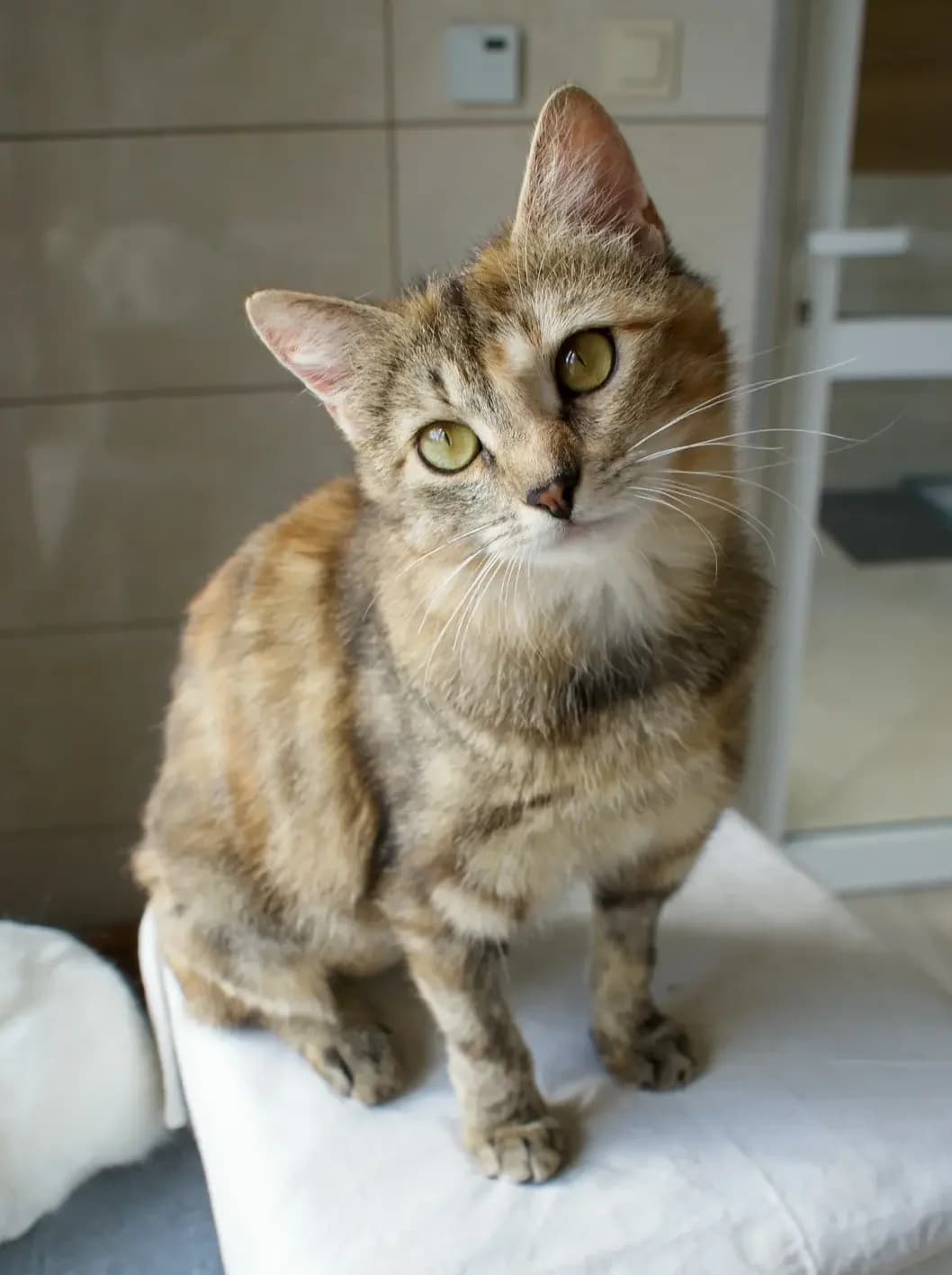 Laluna, female Mixed Breed for adoption at Schronisko dla Zwierząt RSOZ w Rzeszowie, Rzeszów