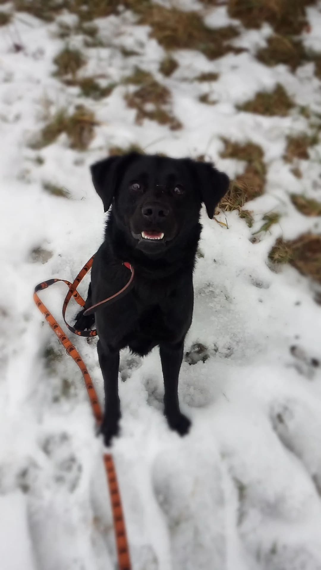 Leo, male 5yo Mixed Breed for adoption at Schronisko dla Zwierząt RSOZ w Rzeszowie, Rzeszów