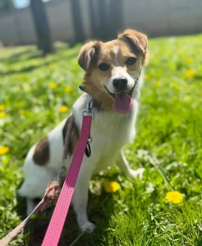 Lisa, female puppy Mixed Breed for adoption at Schronisko dla Zwierząt RSOZ w Rzeszowie, Rzeszów