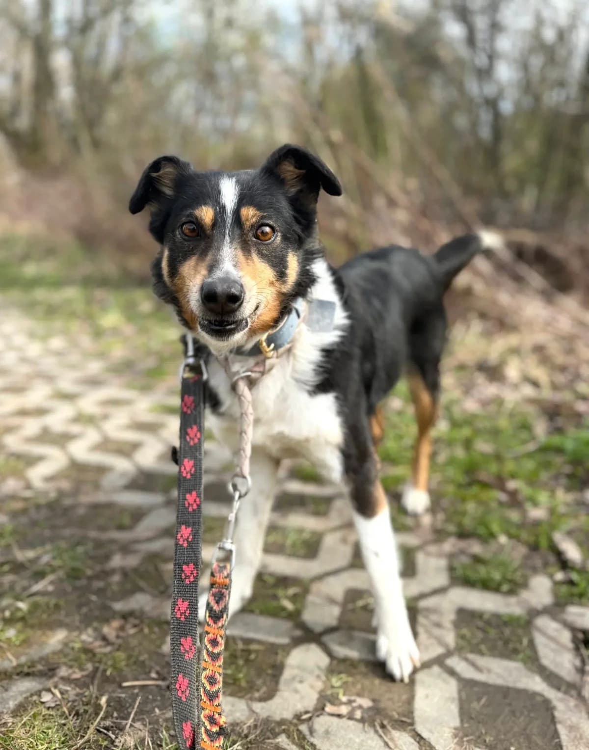 Lola,  young Mixed Breed for adoption at Schronisko dla Zwierząt RSOZ w Rzeszowie, Rzeszów