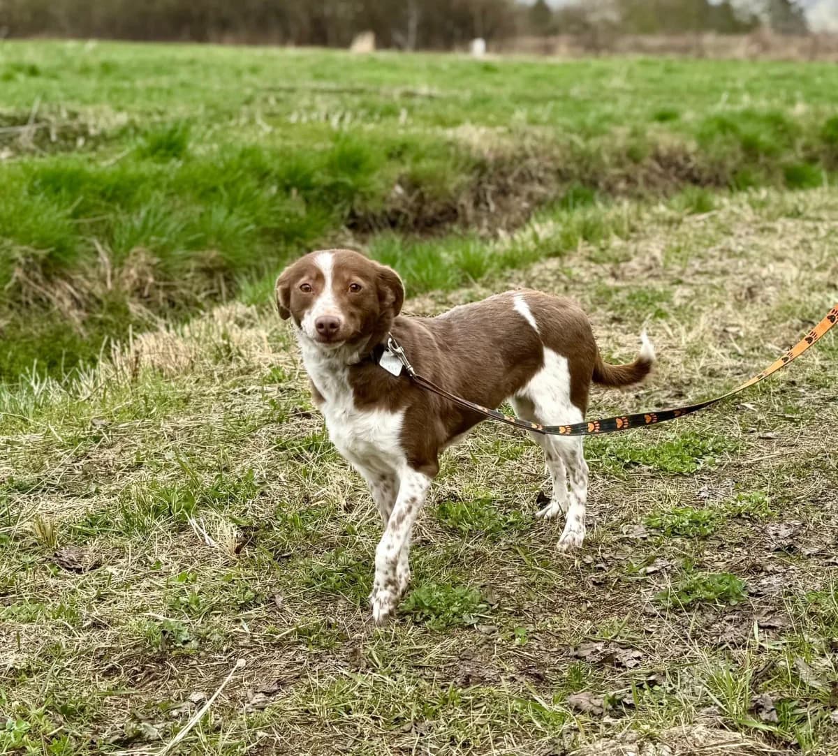 Lucynka,  5yo Mixed Breed for adoption at Schronisko dla Zwierząt RSOZ w Rzeszowie, Rzeszów