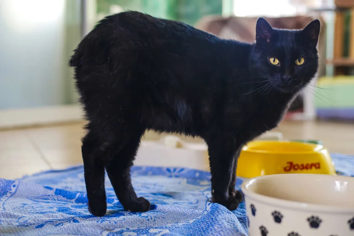Napoleon, male Mixed Breed for adoption at Schronisko dla Zwierząt RSOZ w Rzeszowie, Rzeszów