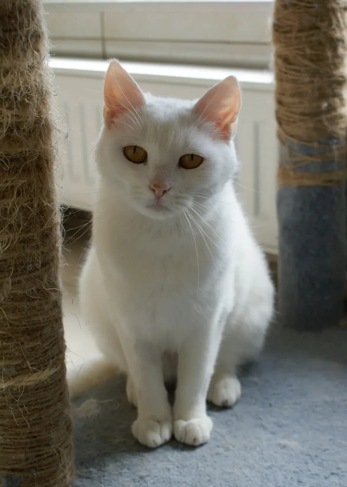 Natka, female Mixed Breed for adoption at Schronisko dla Zwierząt RSOZ w Rzeszowie, Rzeszów