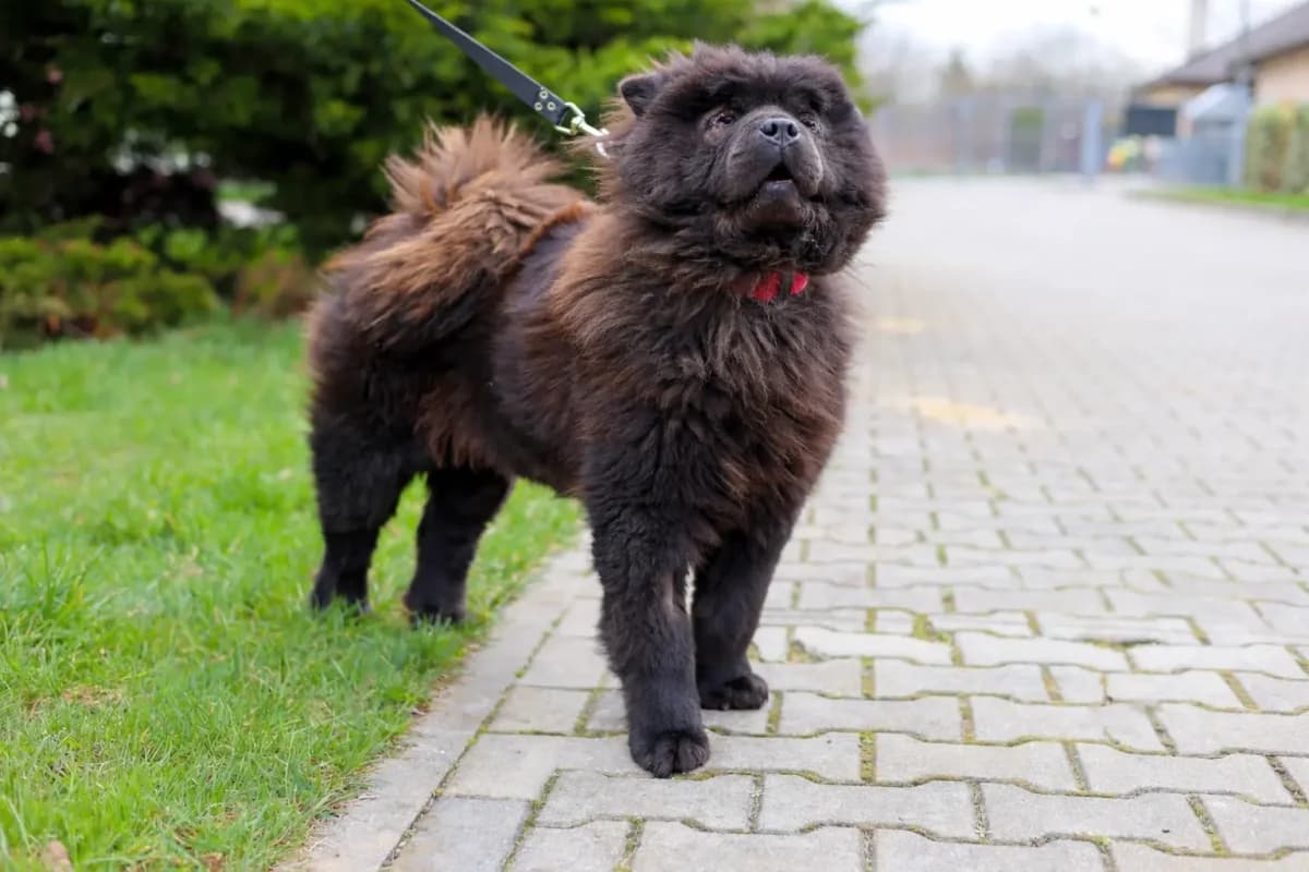 Negri, female Mixed Breed for adoption at Schronisko dla Zwierząt RSOZ w Rzeszowie, Rzeszów