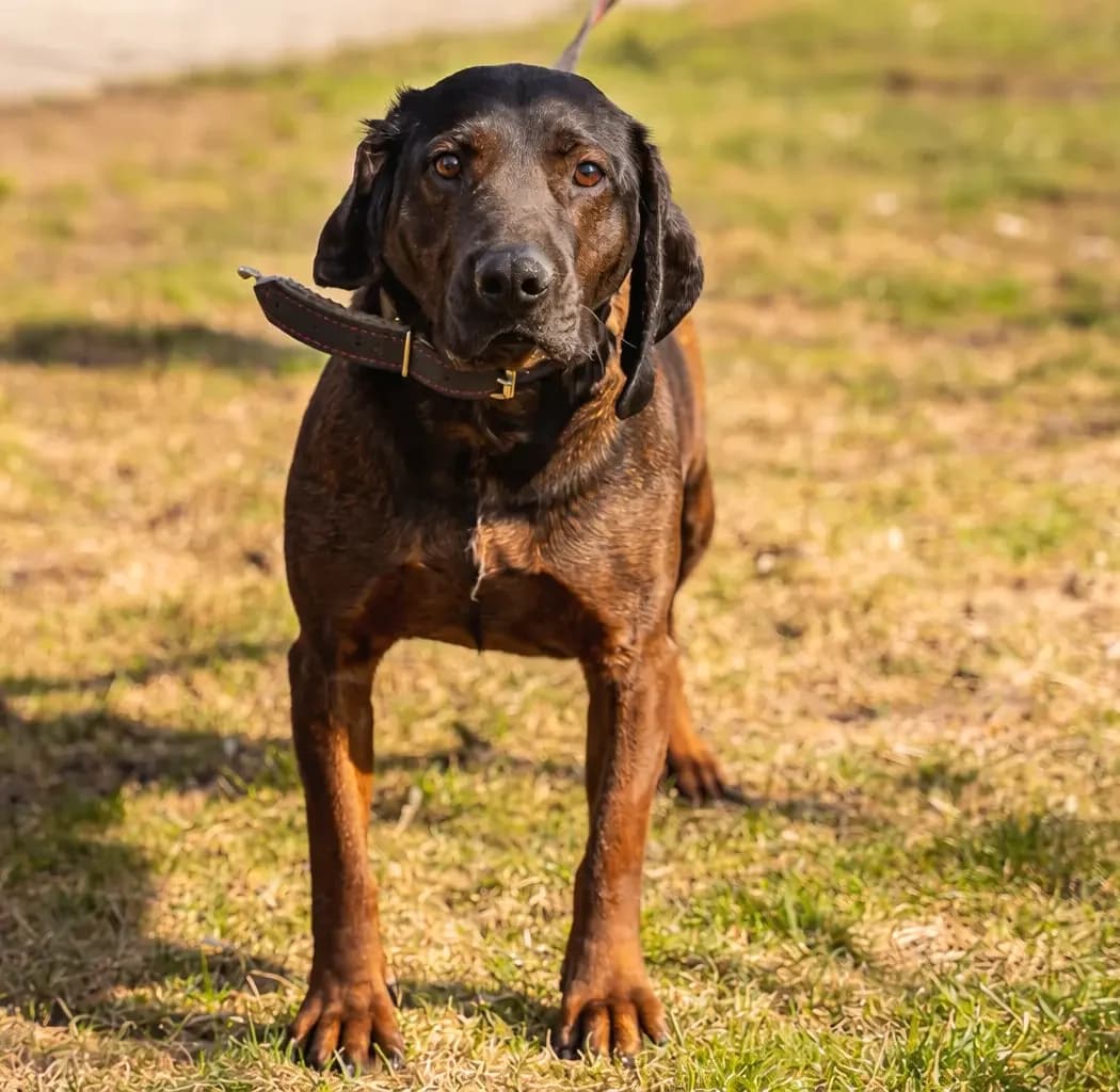 Nelson, male Mixed Breed for adoption at Schronisko dla Zwierząt RSOZ w Rzeszowie, Rzeszów