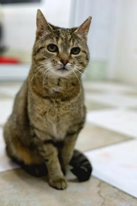 Nikita, female 5yo Mixed Breed for adoption at Schronisko dla Zwierząt RSOZ w Rzeszowie, Rzeszów