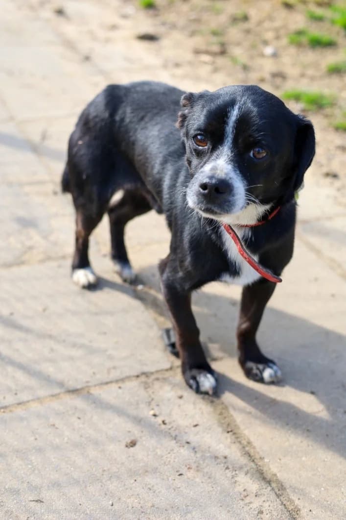 Norbi,  young Mixed Breed for adoption at Schronisko dla Zwierząt RSOZ w Rzeszowie, Rzeszów