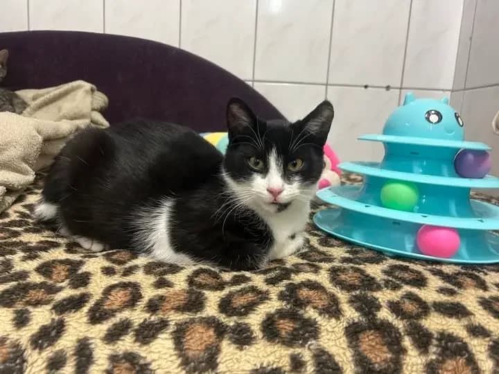 Norek,  puppy Mixed Breed for adoption at Schronisko dla Zwierząt RSOZ w Rzeszowie, Rzeszów