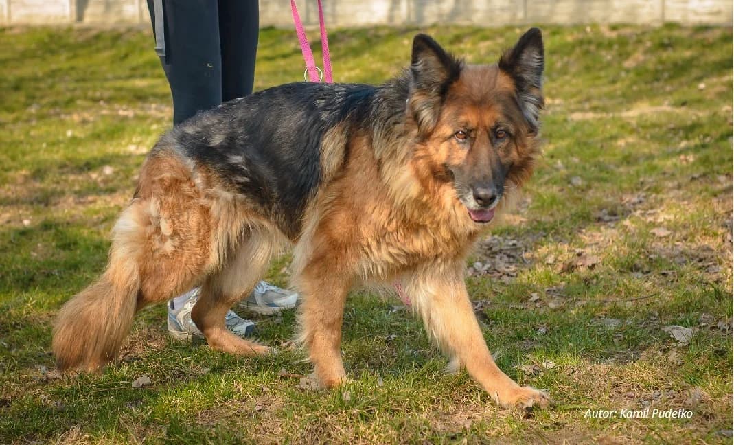 Pestka, female senior Mixed Breed for adoption at Schronisko dla Zwierząt RSOZ w Rzeszowie, Rzeszów