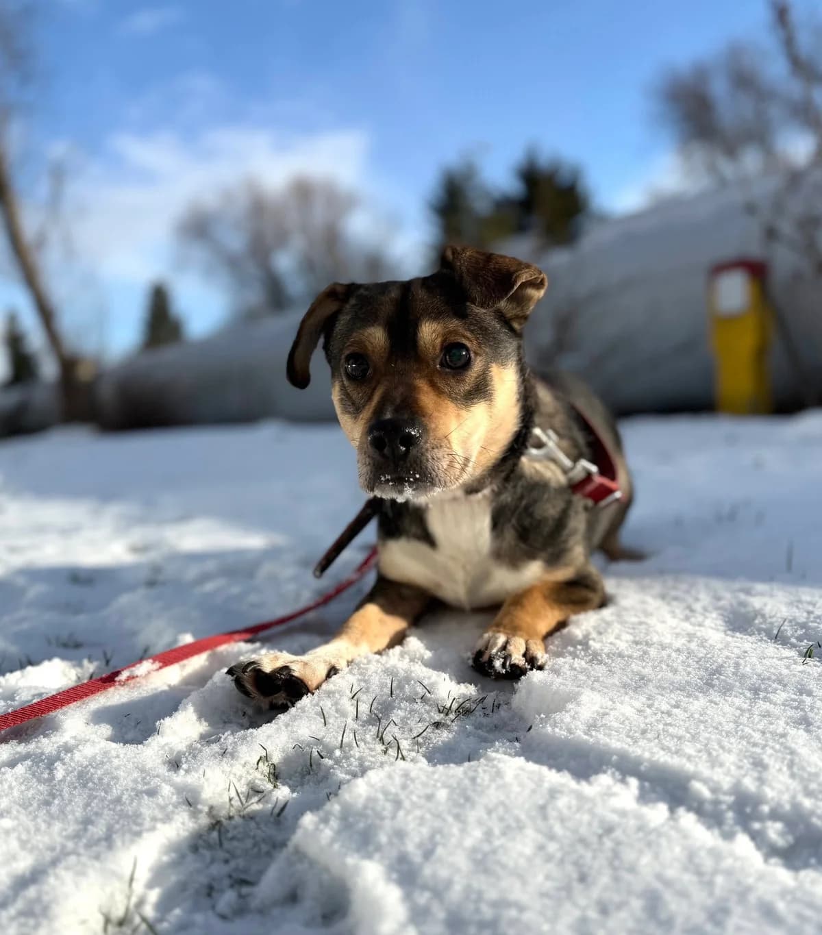 Rubik, male young Mixed Breed for adoption at Schronisko dla Zwierząt RSOZ w Rzeszowie, Rzeszów