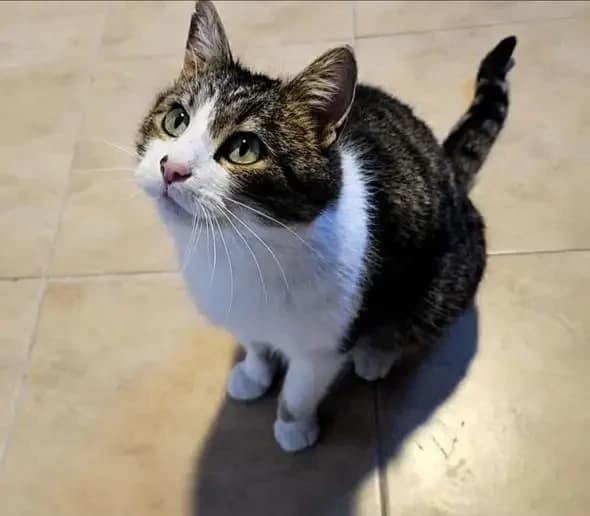 Sabinka, female Mixed Breed for adoption at Schronisko dla Zwierząt RSOZ w Rzeszowie, Rzeszów