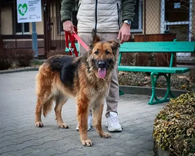 Sara, female senior Mixed Breed for adoption at Schronisko dla Zwierząt RSOZ w Rzeszowie, Rzeszów