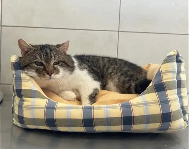 Serafin, male Mixed Breed for adoption at Schronisko dla Zwierząt RSOZ w Rzeszowie, Rzeszów