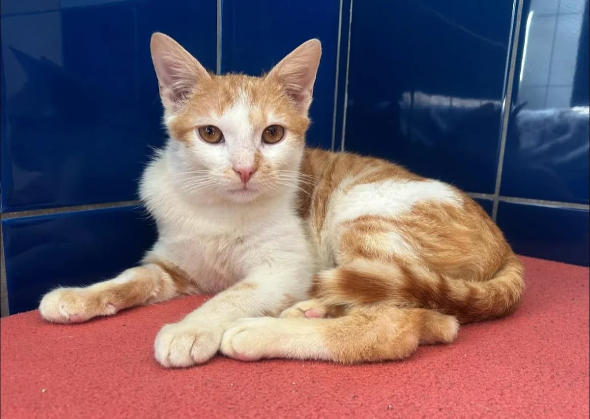 Szejk, male Mixed Breed for adoption at Schronisko dla Zwierząt RSOZ w Rzeszowie, Rzeszów