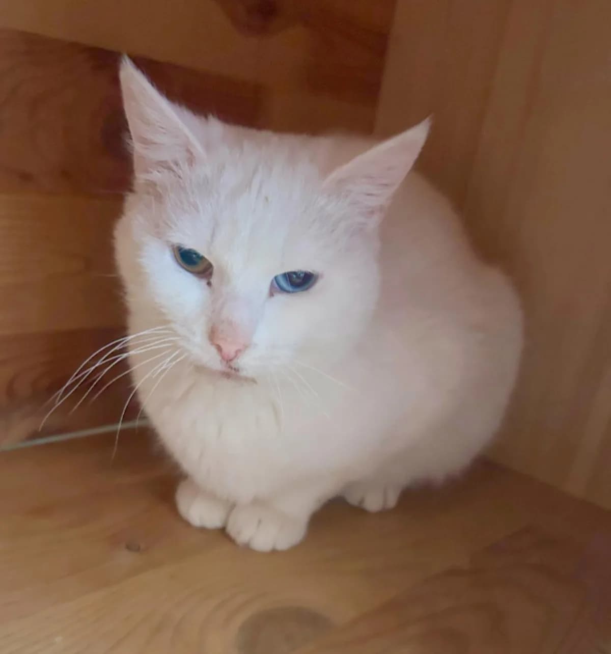 Tesla, female Mixed Breed for adoption at Schronisko dla Zwierząt RSOZ w Rzeszowie, Rzeszów