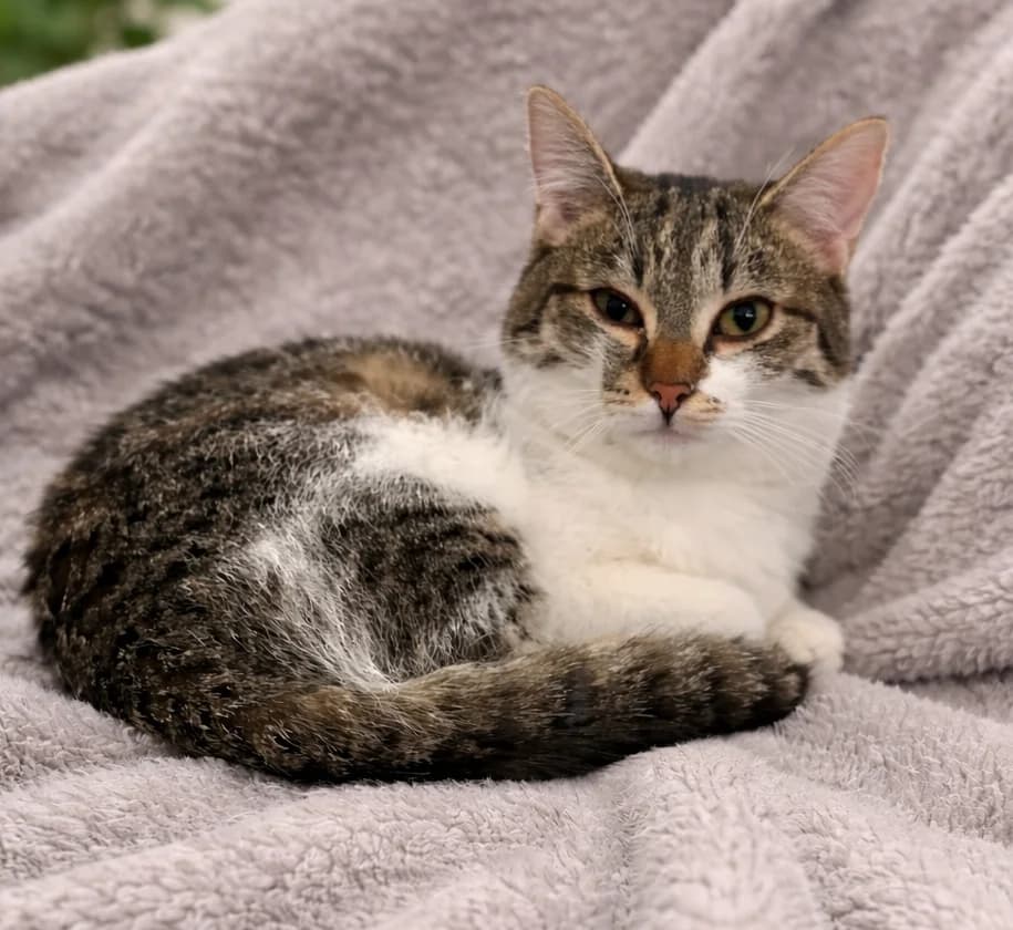 Titek, male Mixed Breed for adoption at Schronisko dla Zwierząt RSOZ w Rzeszowie, Rzeszów