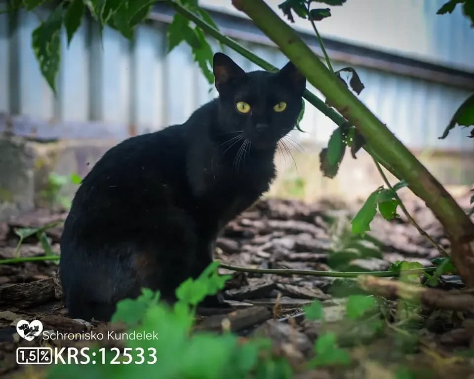 Tornado,  4yo Mixed Breed for adoption at Schronisko dla Zwierząt RSOZ w Rzeszowie, Rzeszów
