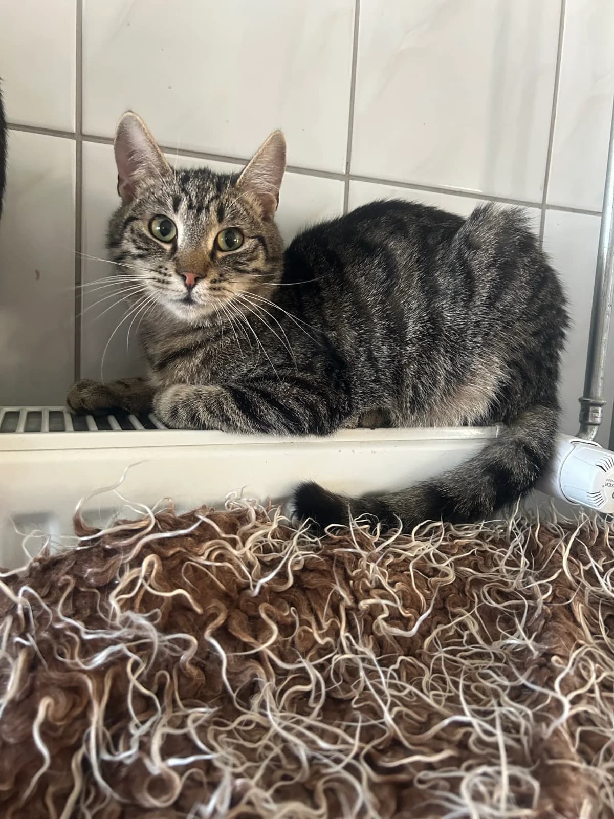 Tropik, male Mixed Breed for adoption at Schronisko dla Zwierząt RSOZ w Rzeszowie, Rzeszów