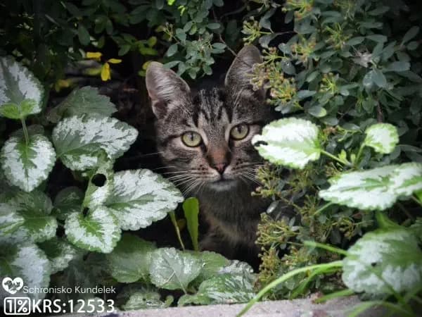 Zidan,  young Mixed Breed for adoption at Schronisko dla Zwierząt RSOZ w Rzeszowie, Rzeszów