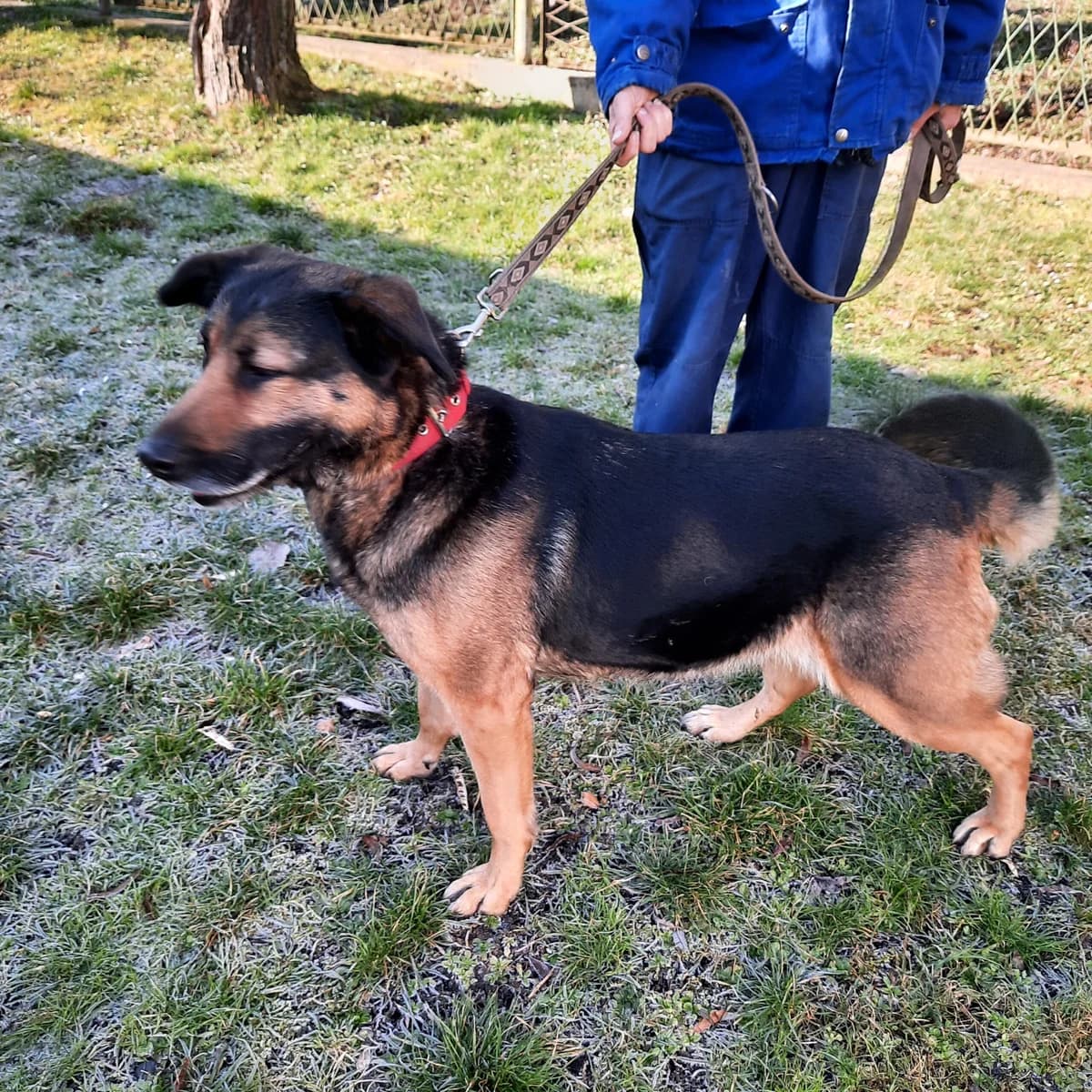 Diana, female 5yo mixed breed for adoption at Schronisko dla Zwierząt w Legnicy (LPGK)