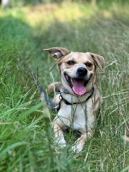 FADO, male 3yo mixed breed for adoption at Schronisko dla Zwierząt w Legnicy (LPGK)