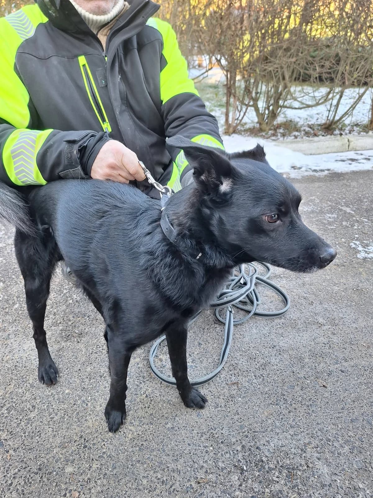 KAROLEK, male young mixed breed for adoption at Schronisko dla Zwierząt w Legnicy (LPGK)