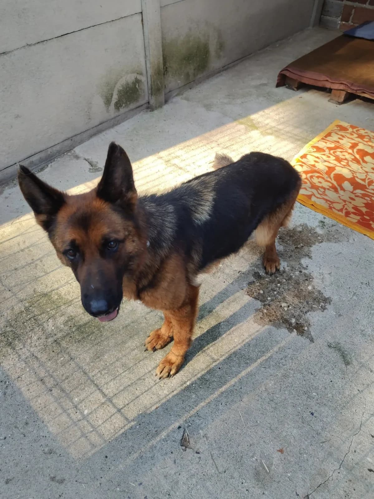 Ami, female 5yo German Shepherd for adoption at Fundacja Małych Braci św. Franciszka