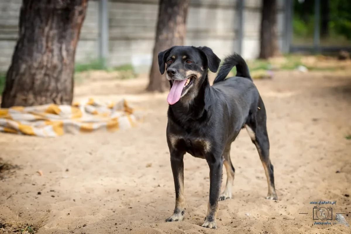 Amigo, male young mixed breed for adoption at Fundacja Małych Braci św. Franciszka