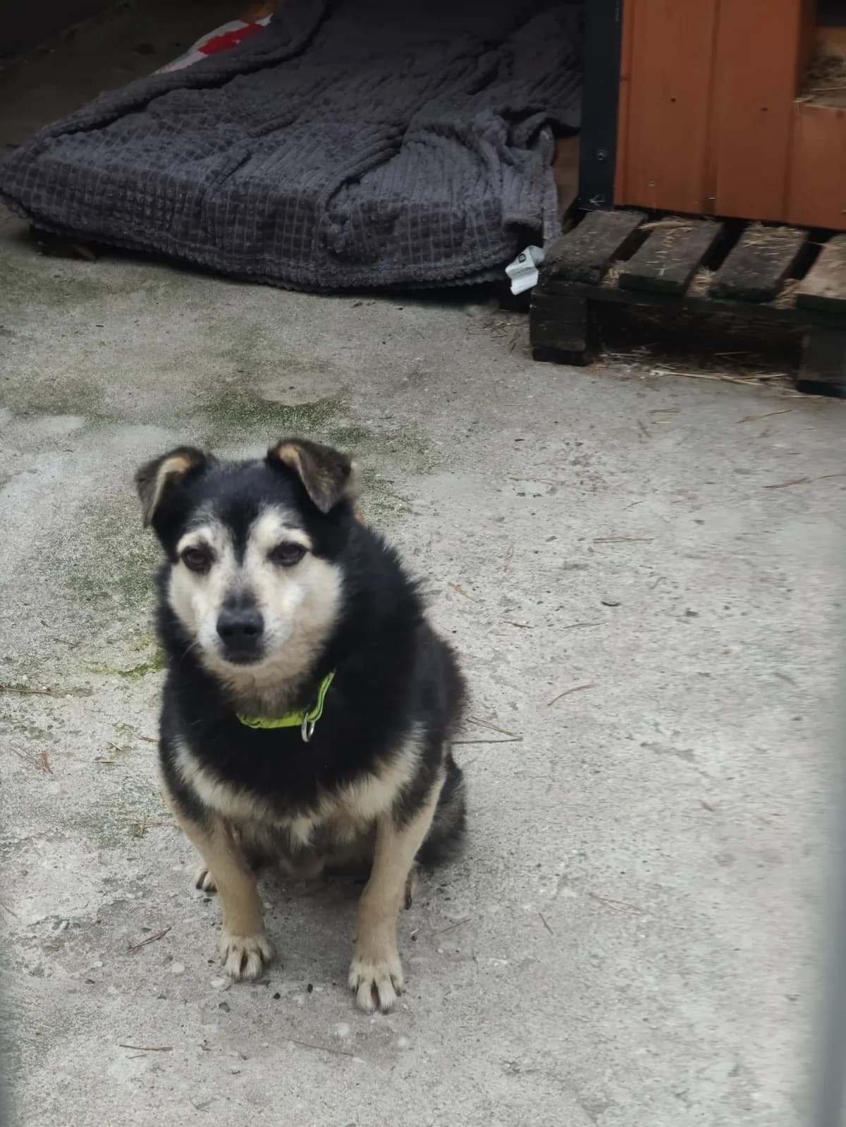 Bąbel, male senior mixed breed for adoption at Fundacja Małych Braci św. Franciszka