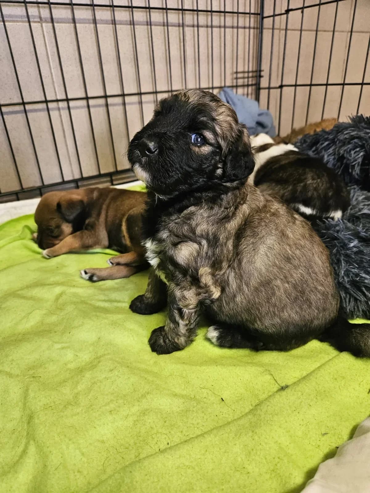 Bos, male mixed breed for adoption at Fundacja Małych Braci św. Franciszka