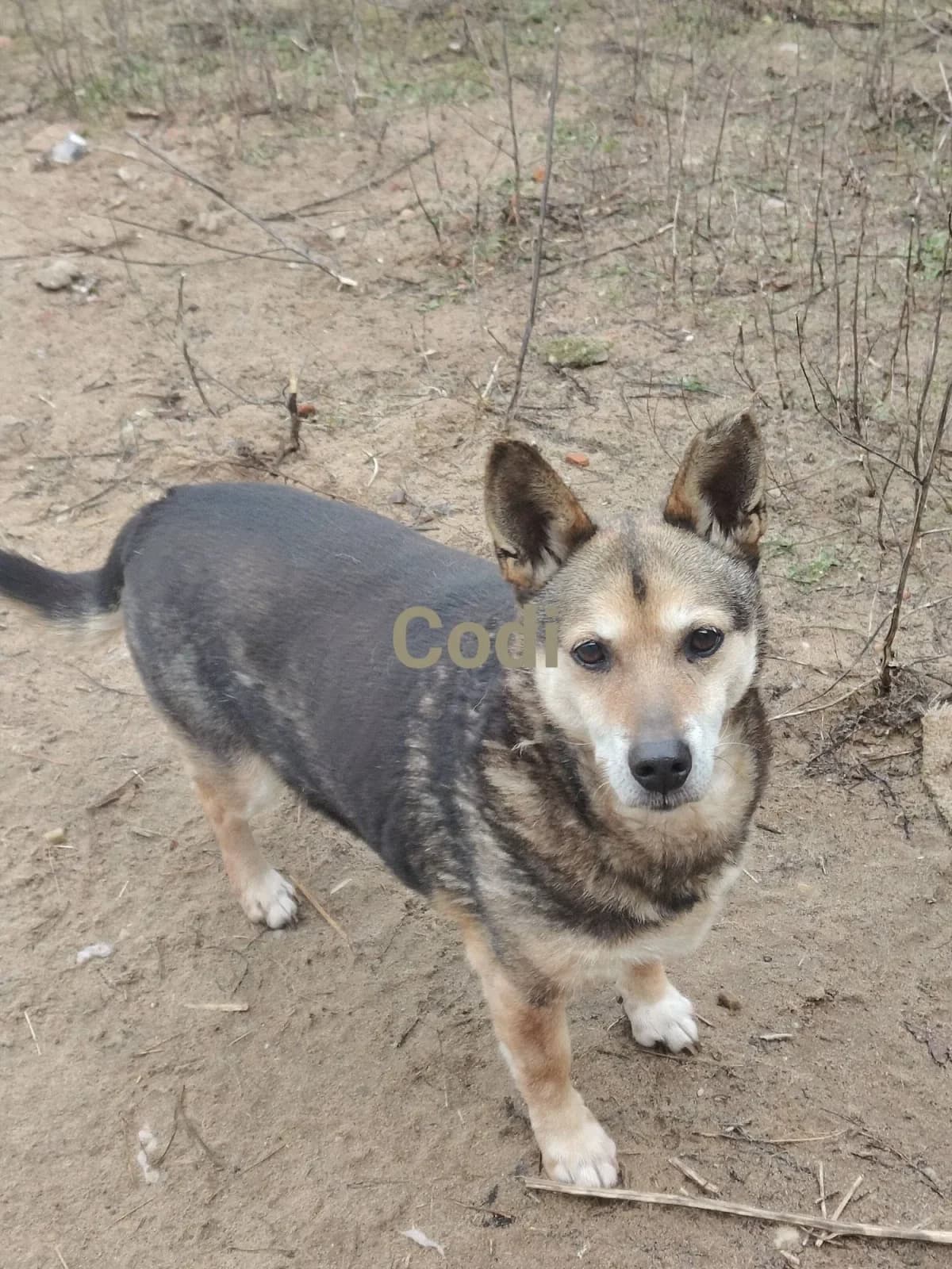 Codi, male young mixed breed for adoption at Fundacja Małych Braci św. Franciszka