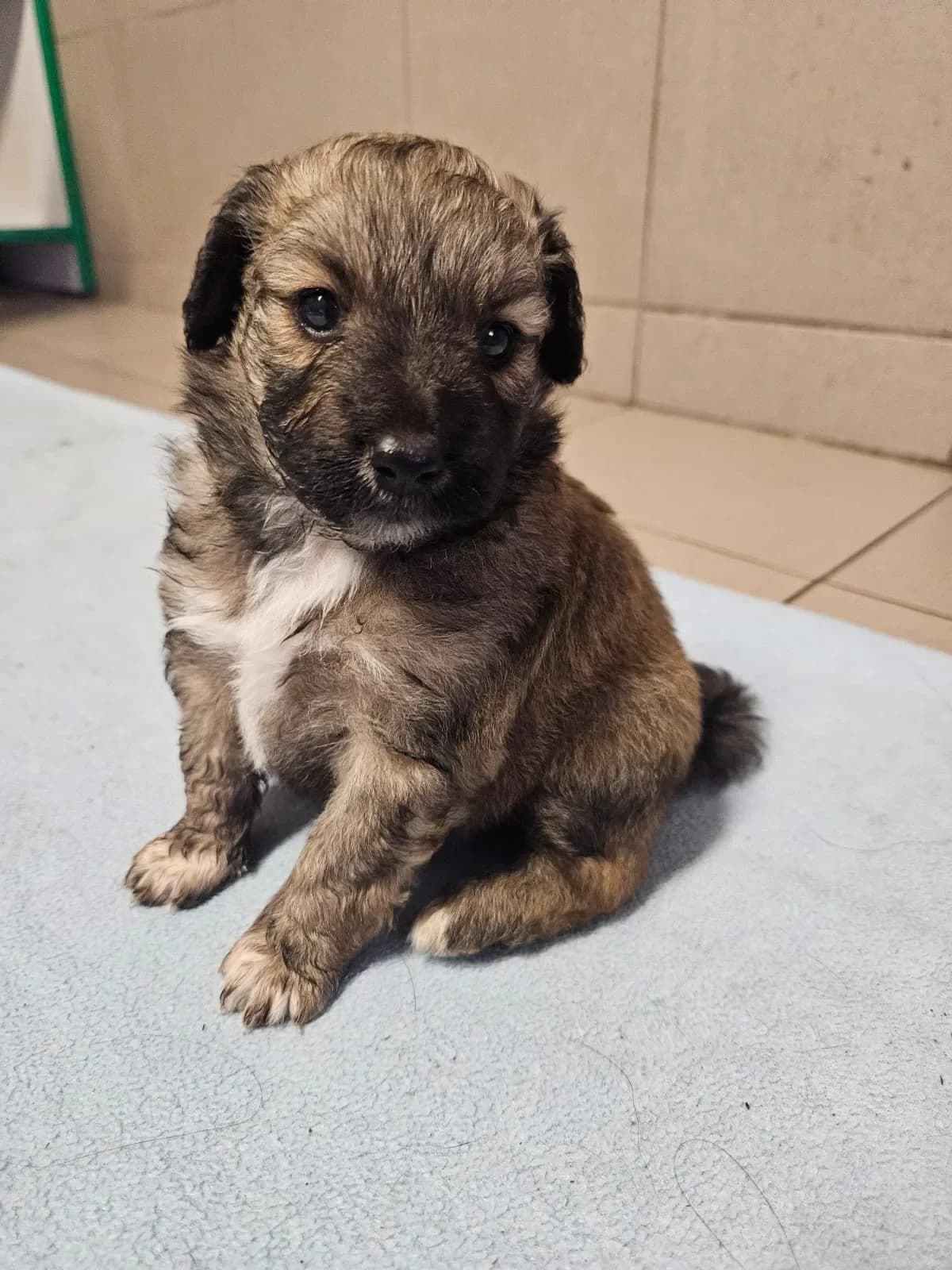 DŻORDŻ, male Mixed Breed for adoption at Fundacja Małych Braci św. Franciszka