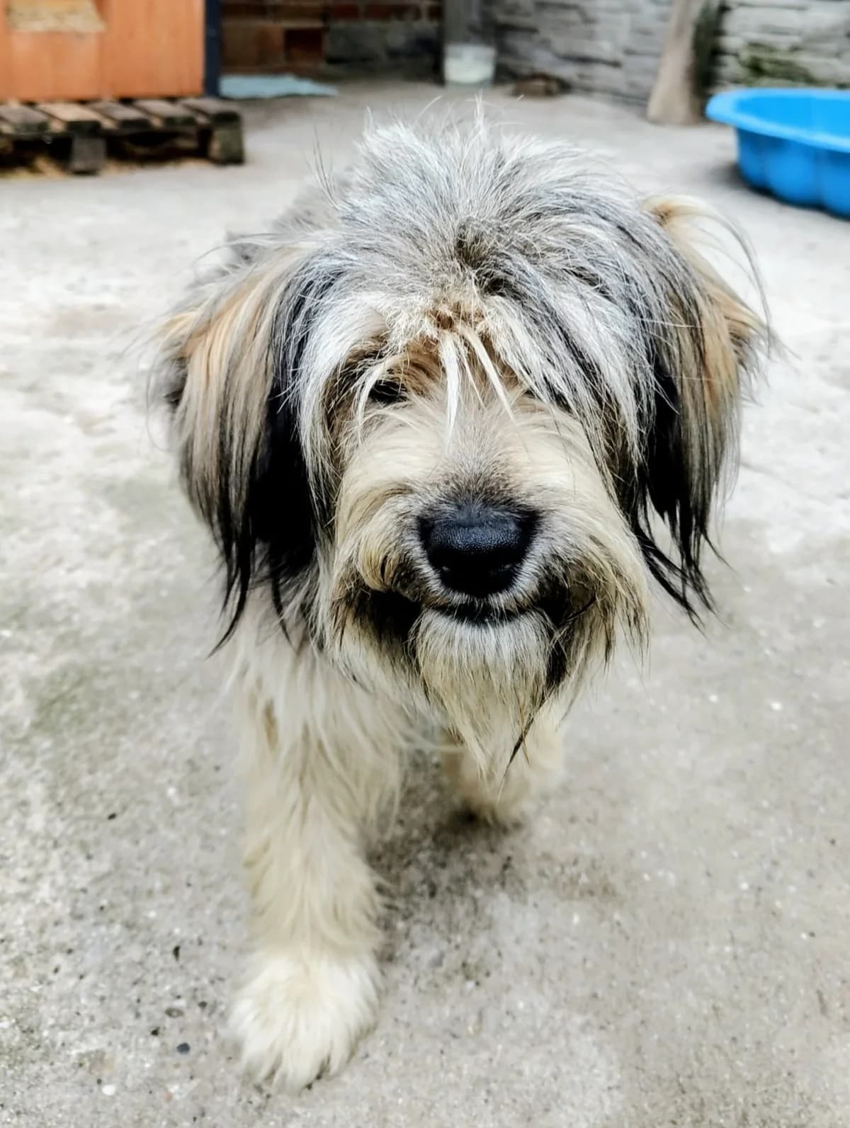 Fiona, female 4yo mixed breed for adoption at Fundacja Małych Braci św. Franciszka