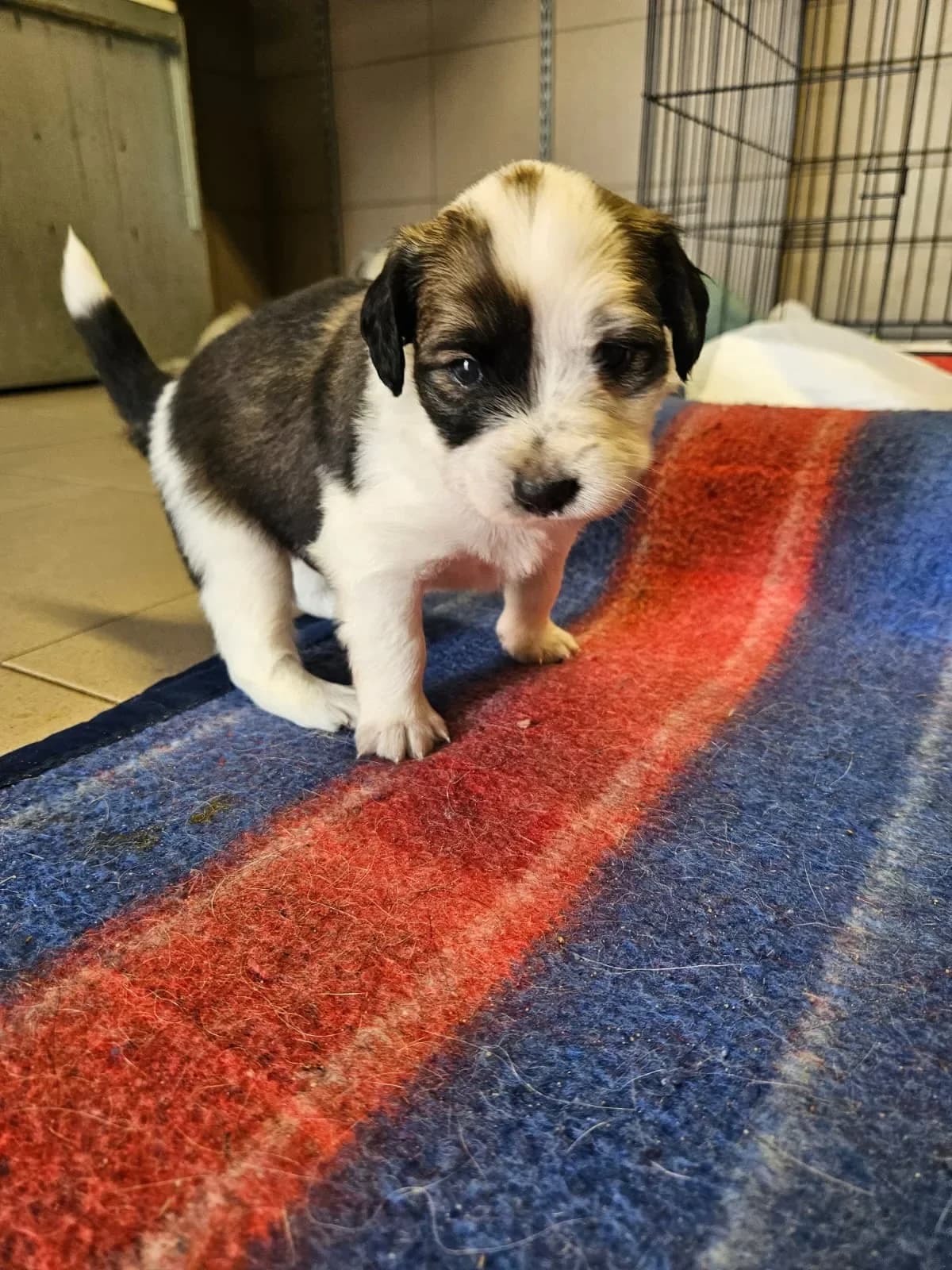 Jasiek, male mixed breed for adoption at Fundacja Małych Braci św. Franciszka