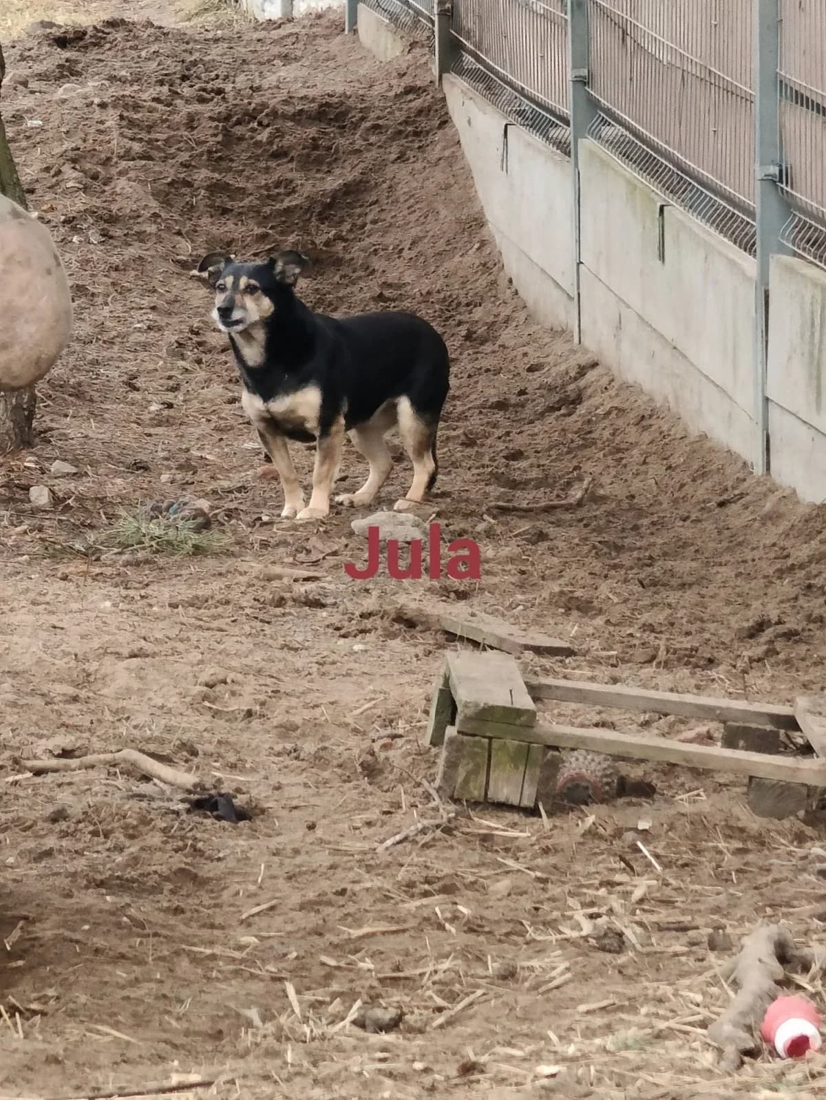 Jula, female young mixed breed for adoption at Fundacja Małych Braci św. Franciszka